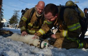 monitored smoke alarms save pets lives