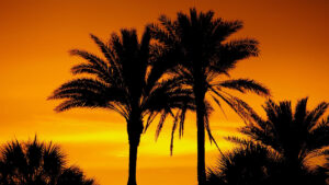 Palm Trees In A Sunset Sarasota Florida